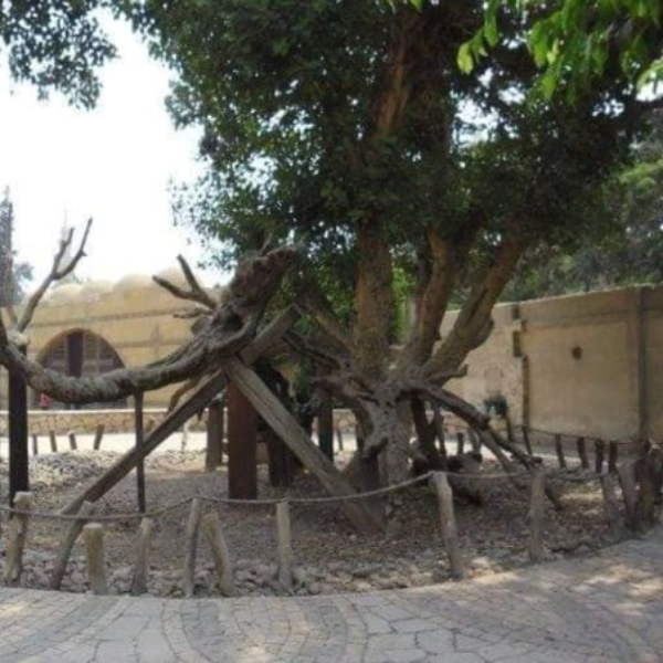 The Virgin Mary's Tree